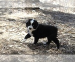 Small #1 Australian Shepherd