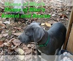 Small #4 American Pit Bull Terrier