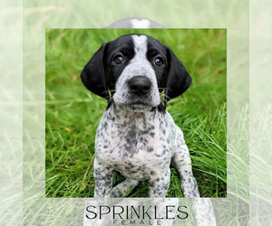 German Shorthaired Pointer Puppy for Sale in GRAHAM, Washington USA