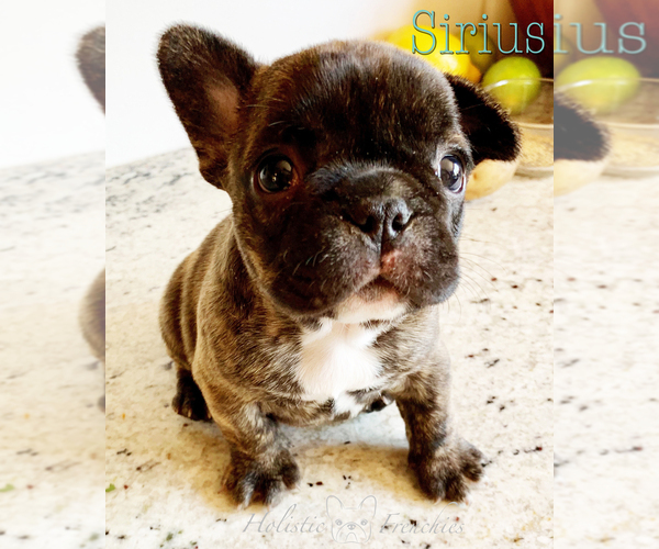 Medium Photo #6 French Bulldog Puppy For Sale in EUGENE, OR, USA