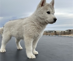 Medium Siberian Husky