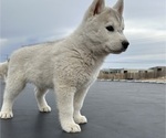 Small Photo #2 Siberian Husky Puppy For Sale in STRASBURG, CO, USA