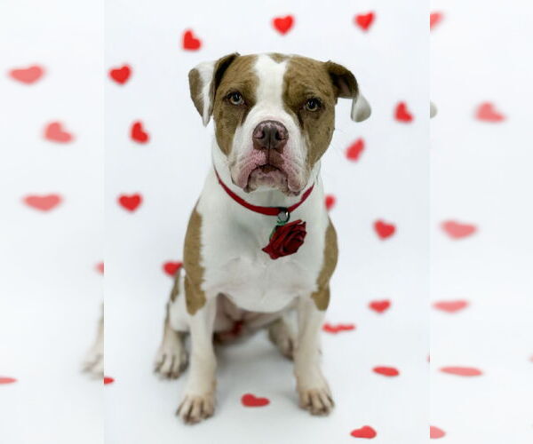 Medium Photo #6 Mutt Puppy For Sale in Rockville, MD, USA