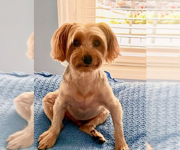 Medium Photo #4 Mutt Puppy For Sale in Allentown,, PA, USA