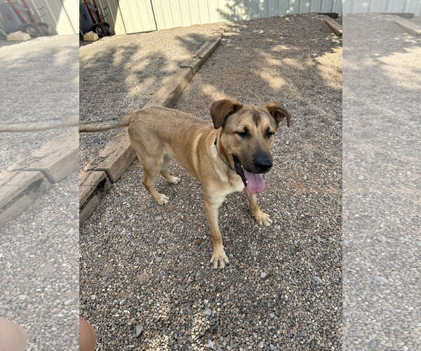 Medium Photo #5 German Shepherd Dog-Great Pyrenees Mix Puppy For Sale in Clinton, OK, USA