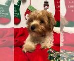 Small Photo #11 Yorkshire Terrier Puppy For Sale in SAINT CLOUD, FL, USA