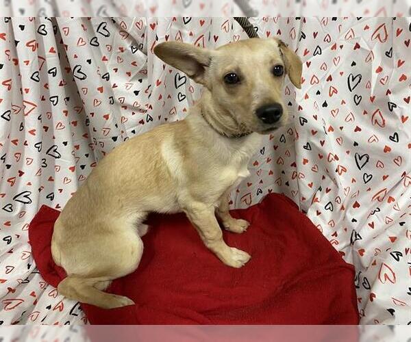 Medium Photo #1 Chihuahua-Unknown Mix Puppy For Sale in Modesto, CA, USA