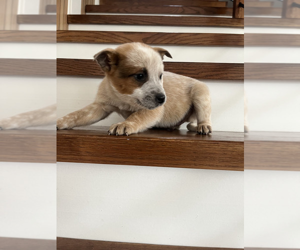 Medium Photo #4 Australian Cattle Dog Puppy For Sale in PUYALLUP, WA, USA