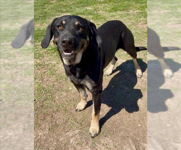 Medium Photo #1 Labrottie Puppy For Sale in Conroe, TX, USA
