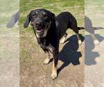 JONES - Male Labrottie Dog for Adoption - Small photo