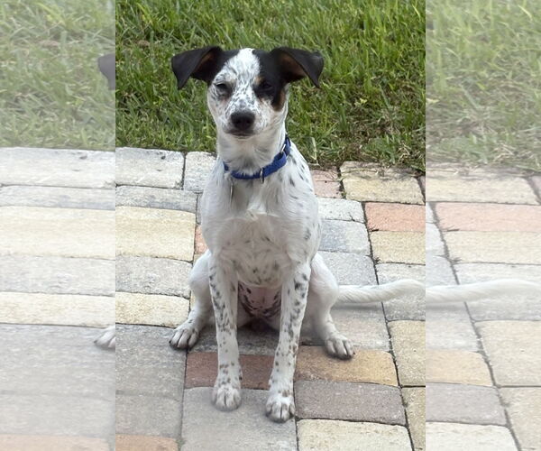 Medium Photo #1 Mutt Puppy For Sale in Royal Palm Beach, FL, USA