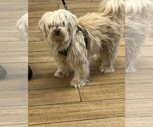 Medium Photo #1 Shih Tzu-Unknown Mix Puppy For Sale in Rowlett, TX, USA