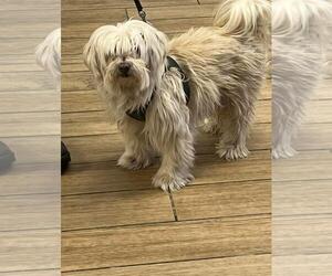Shih Tzu-Unknown Mix Dogs for adoption in Rowlett, TX, USA