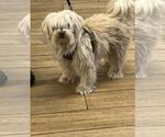Small Shih Tzu Mix