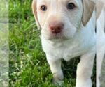 Puppy 1 Goldendoodle-Labrador Retriever Mix