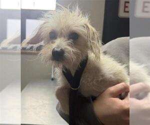 Mutt Dogs for adoption in Redlands, CA, USA