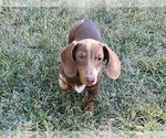 Small #3 Dachshund