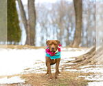 Small #2 Mutt