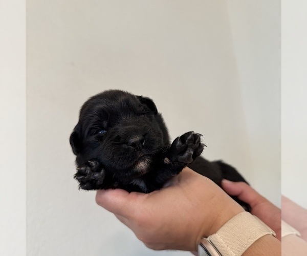 Medium Photo #32 Australian Shepherd Puppy For Sale in DEVINE, TX, USA