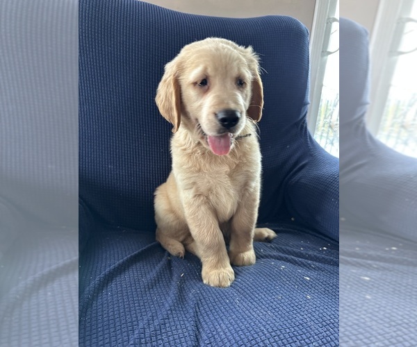 Medium Photo #1 Golden Irish-Golden Retriever Mix Puppy For Sale in SOUTH WATERFORD, ME, USA