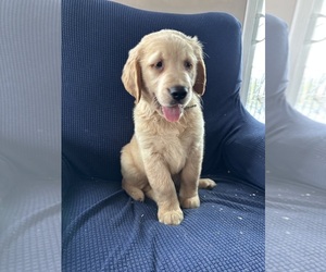 Golden Irish-Golden Retriever Mix Puppy for sale in SOUTH WATERFORD, ME, USA