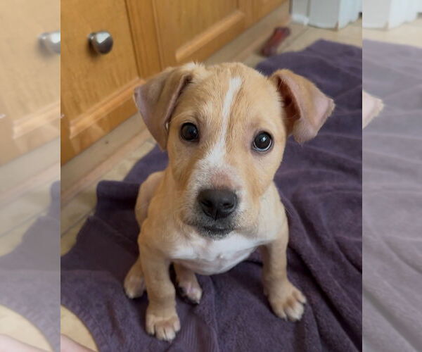 Medium Photo #3 Labrador Retriever-Unknown Mix Puppy For Sale in Mount Pleasant, SC, USA