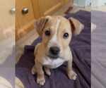 Small #2 Labrador Retriever Mix