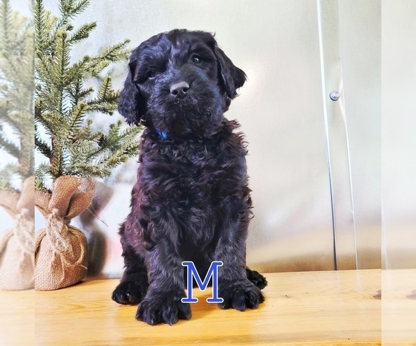 Medium Photo #1 Newfypoo Puppy For Sale in CASPER, WY, USA