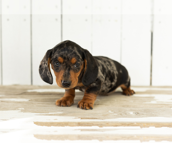 Medium Photo #4 Dachshund Puppy For Sale in BREMEN, IN, USA