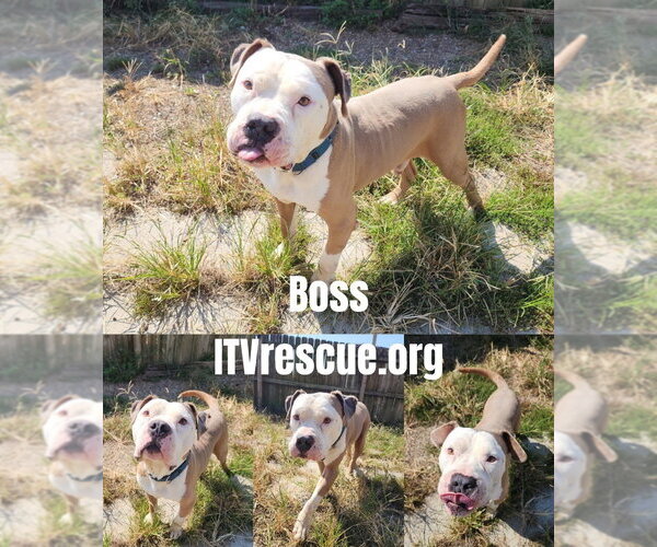 Medium Photo #2 American Pit Bull Terrier Puppy For Sale in Evansville, IN, USA