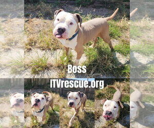 Boss - Male American Pit Bull Terrier Dog for Adoption - Photo #2