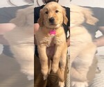 Small #4 Golden Retriever