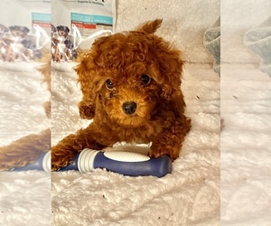 Poodle (Miniature) Puppy for sale in NEWHALL, CA, USA