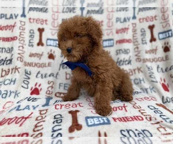 Medium Photo #6 Poodle (Miniature) Puppy For Sale in LAKELAND, FL, USA
