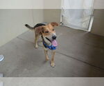 Small #2 Mutt