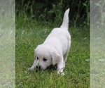 Small Photo #12 English Cream Golden Retriever Puppy For Sale in MARION CENTER, PA, USA