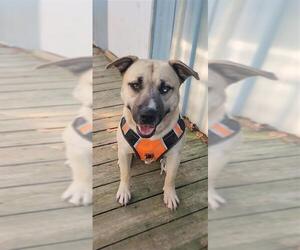 Siberian Husky-Unknown Mix Dogs for adoption in Murfreesboro, NC, USA