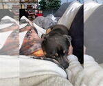 Small #1 American Staffordshire Terrier Mix