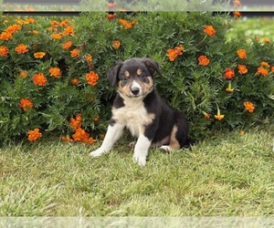 Border Collie-Bordoodle Mix Puppy for sale in AMES, IA, USA