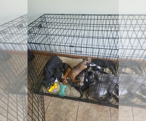 American Bandogge-Daniff Mix Puppy for sale in TERRE HAUTE, IN, USA