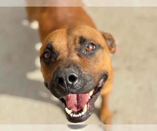 Medium Photo #1 Mutt Puppy For Sale in Tulsa, OK, USA