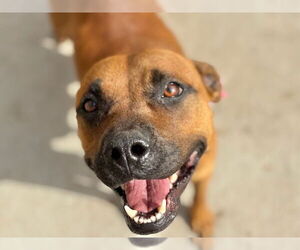 Mutt Dogs for adoption in Tulsa, OK, USA