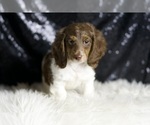 Small #5 Dachshund