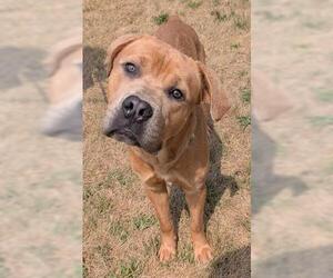 Mastiff Dogs for adoption in Akron, OH, USA