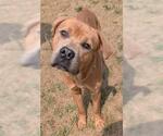 Small Mastiff