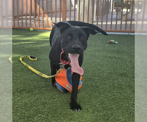 Labrador Retriever-Unknown Mix Dogs for adoption in Las Vegas, NV, USA