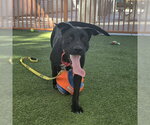 *NYX - Female Labrador Retriever-Unknown Mix Dog for Adoption - Small photo