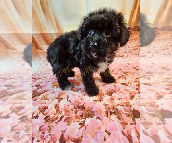 Medium Photo #5 Havanese-Poodle (Toy) Mix Puppy For Sale in TECUMSEH, MI, USA
