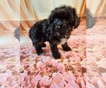 Small Photo #5 Havanese-Poodle (Toy) Mix Puppy For Sale in TECUMSEH, MI, USA