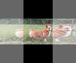 Small Photo #1 Pembroke Welsh Corgi Puppy For Sale in BEULAVILLE, NC, USA